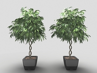 现代风格植物