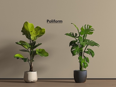 盆栽 盆栽 现代龟背绿植盆栽