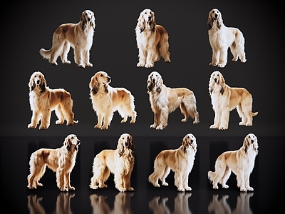 家禽动物 2D宠物狗 宠物 阿富汗猎犬 大型宠物狗 居家宠物