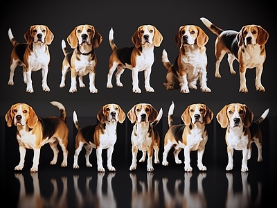 家禽动物 2D宠物狗 宠物 比格犬 居家宠物 小型宠物狗