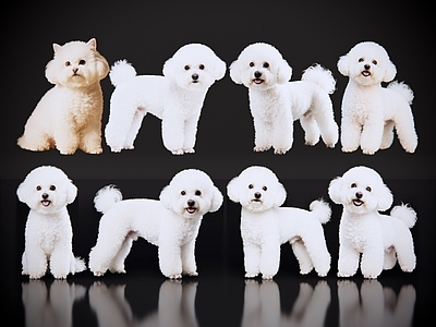 家禽动物 2D宠物狗 宠物 比熊犬 小型宠物狗 居家宠物
