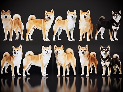 爬行动物 2D宠物狗 宠物 日本柴犬 柴桑 居家宠物