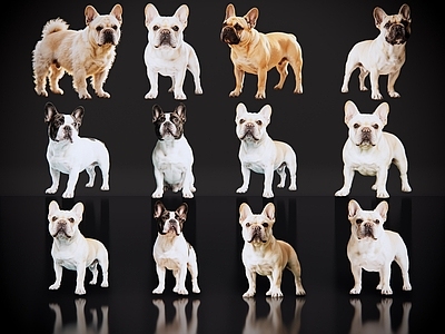 爬行动物 2D宠物狗 宠物 法斗 法国斗牛犬 居家宠物