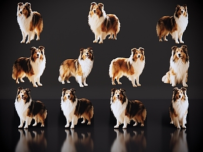 爬行动物 2D宠物狗 宠物 苏牧 苏格兰牧羊犬 居家宠物