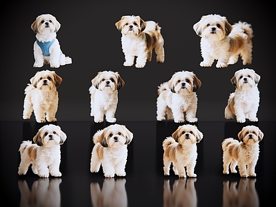 爬行动物 2D宠物狗 宠物 西施犬 小型宠物狗 居家宠物