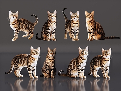 爬行动物 2D宠物猫 宠物 豹猫 居家宠物 小猫咪