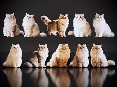 爬行动物 2D宠物猫 宠物 波斯猫 小猫咪 居家宠物
