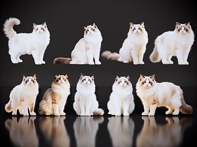 爬行动物 2D宠物猫 宠物 布偶猫 小猫咪 居家宠物