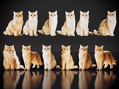 爬行动物 2D宠物猫 宠物 金渐层 小猫咪 居家宠物
