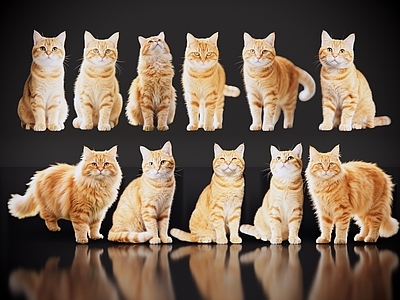 爬行动物 2D宠物猫 宠物 橘猫 小猫咪 居家宠物