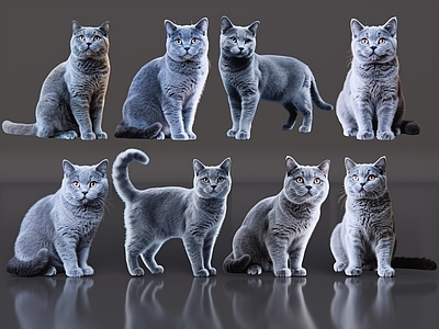 爬行动物 2D宠物猫 宠物 蓝猫 小猫咪 居家宠物