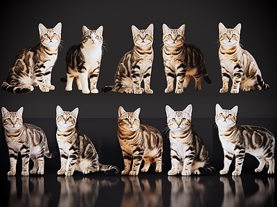 爬行动物 2D宠物猫 宠物 狸花猫 小猫咪 居家宠物