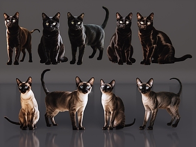 爬行动物 2D宠物猫 宠物 孟买猫 小猫咪 居家宠物