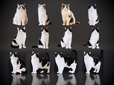 爬行动物 2D宠物猫 宠物 奶牛猫 小猫咪 居家宠物