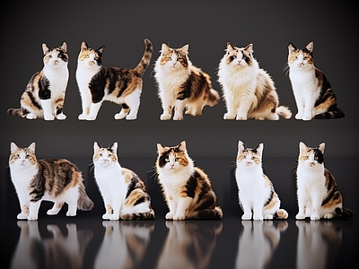爬行动物 2D宠物猫 宠物 三花猫 小猫咪 居家宠物