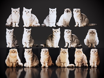 爬行动物 2D宠物猫 宠物 折耳猫 小猫咪 居家宠物