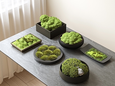 苔藓 桌面苔藓盆栽 苔藓摆件 装饰品 绿植 植物苔藓