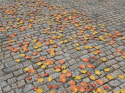 花草 秋天落叶 枫树落叶