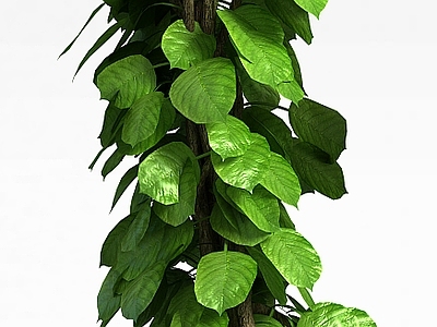 现代佛龛 藤蔓植物