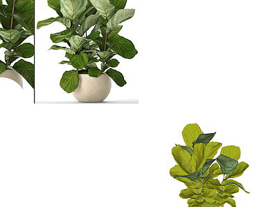 盆栽 盆景 盆栽 绿植 植物