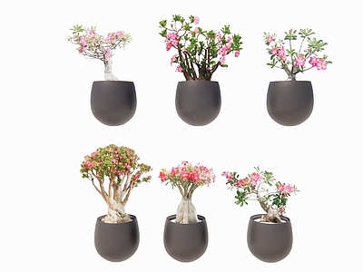 植物组合 2D花盘裁植物 盆栽组合