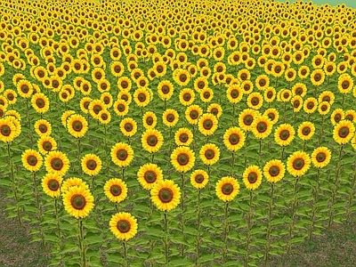 花草 向日葵夏季田地