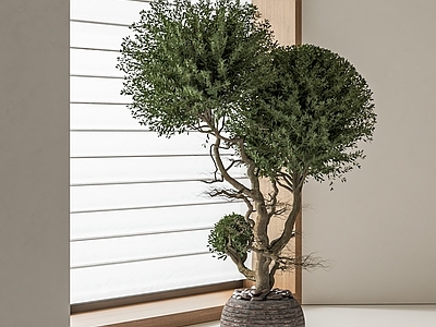 盆栽 植物盆栽 绿植盆栽