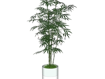竹子 盆栽竹子