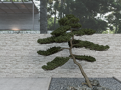 灌木 罗汉松 绿植 庭院植物 迎客松 新中式