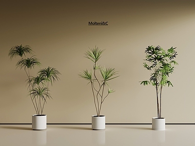 盆栽 现代绿植 植物