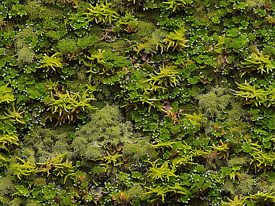 现代自然地面 苔藓 湿润环境 绿色植物 墙地面苔藓 自然