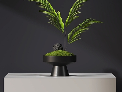 苔藓 现代绿植苔藓盆景 绿植摆件 盆栽