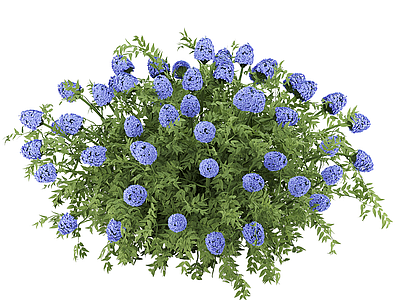 灌木 灌木 花丛