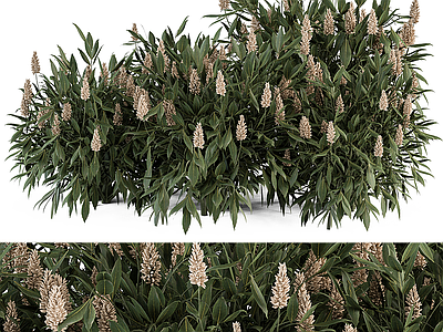 花草组合 绣球花 灌木 烛莓 橡叶绣球花