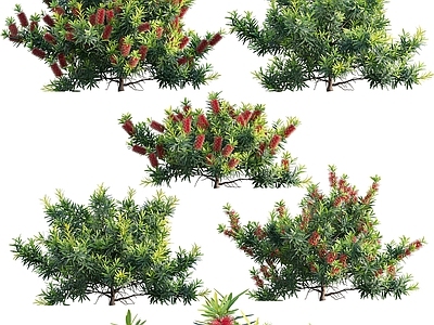 灌木 黄水晶 灌木 矮红瓶刷