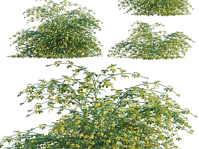 花 茉莉花
