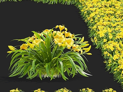花草组合 黄花菜 花丛