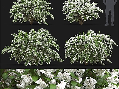 灌木 花丛 灌木