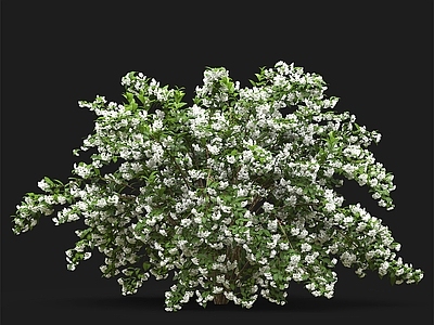 灌木 花丛 灌木
