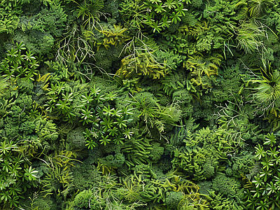 现代自然地面 苔藓 自然 湿润环境 墙地面苔藓 绿色植物