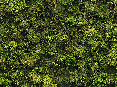现代自然地面 苔藓 墙地面苔藓 绿色植物 自然 湿润环境
