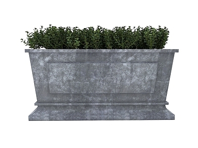 现代植物