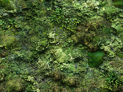 现代自然地面 苔藓 湿润环境 墙地面苔藓 自然 绿色植物