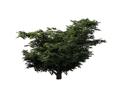 现代景观树