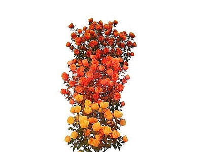 现代橘色玫瑰花