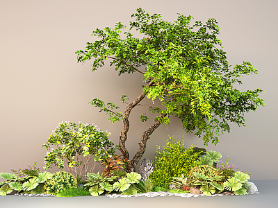 花草 现代庭院植物组合 灌木绿植
