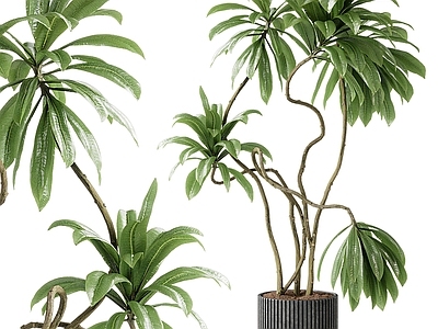 盆栽 现代植物盆栽