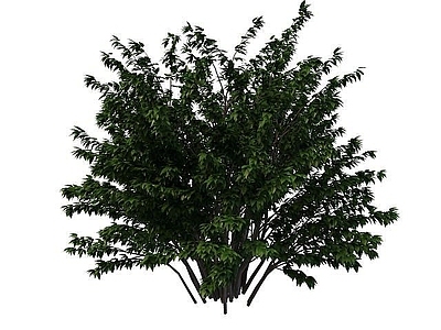 现代公园绿化树