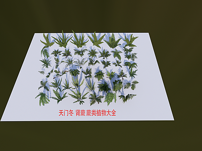 花草 肾蕨 蕨类植物 狐尾天门冬 花境 花坛花草 吊篮花草