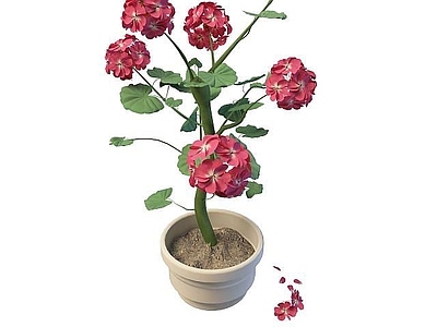 现代凤仙花
